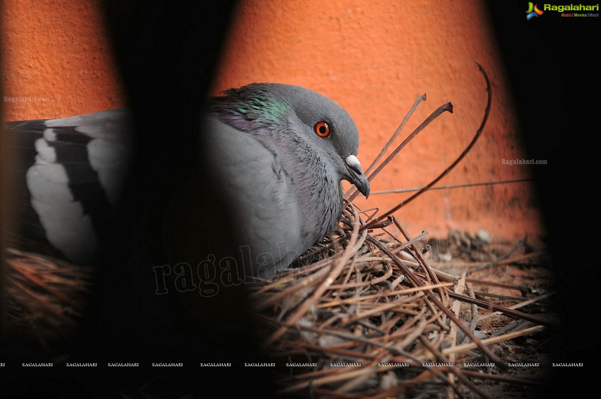 Pigeon with her Nestlings - Nikhil's Photography