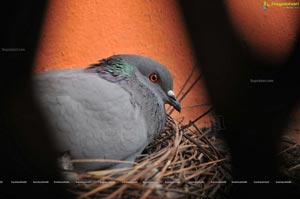 Baby Pigeon Photos