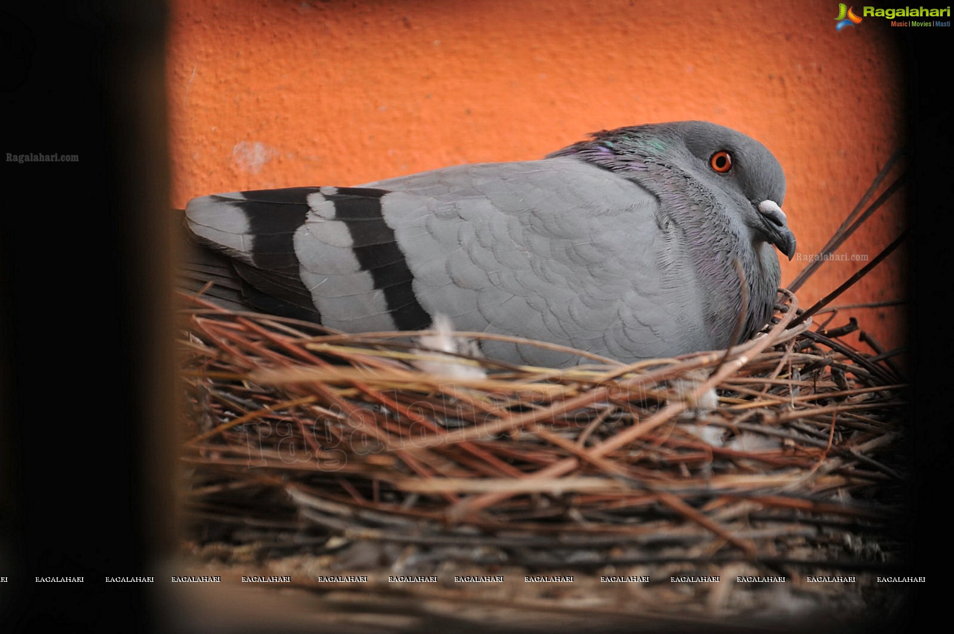 Pigeon with her Nestlings - Nikhil's Photography