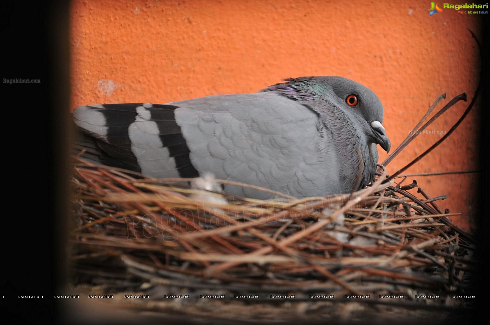 Pigeon with her Nestlings - Nikhil's Photography