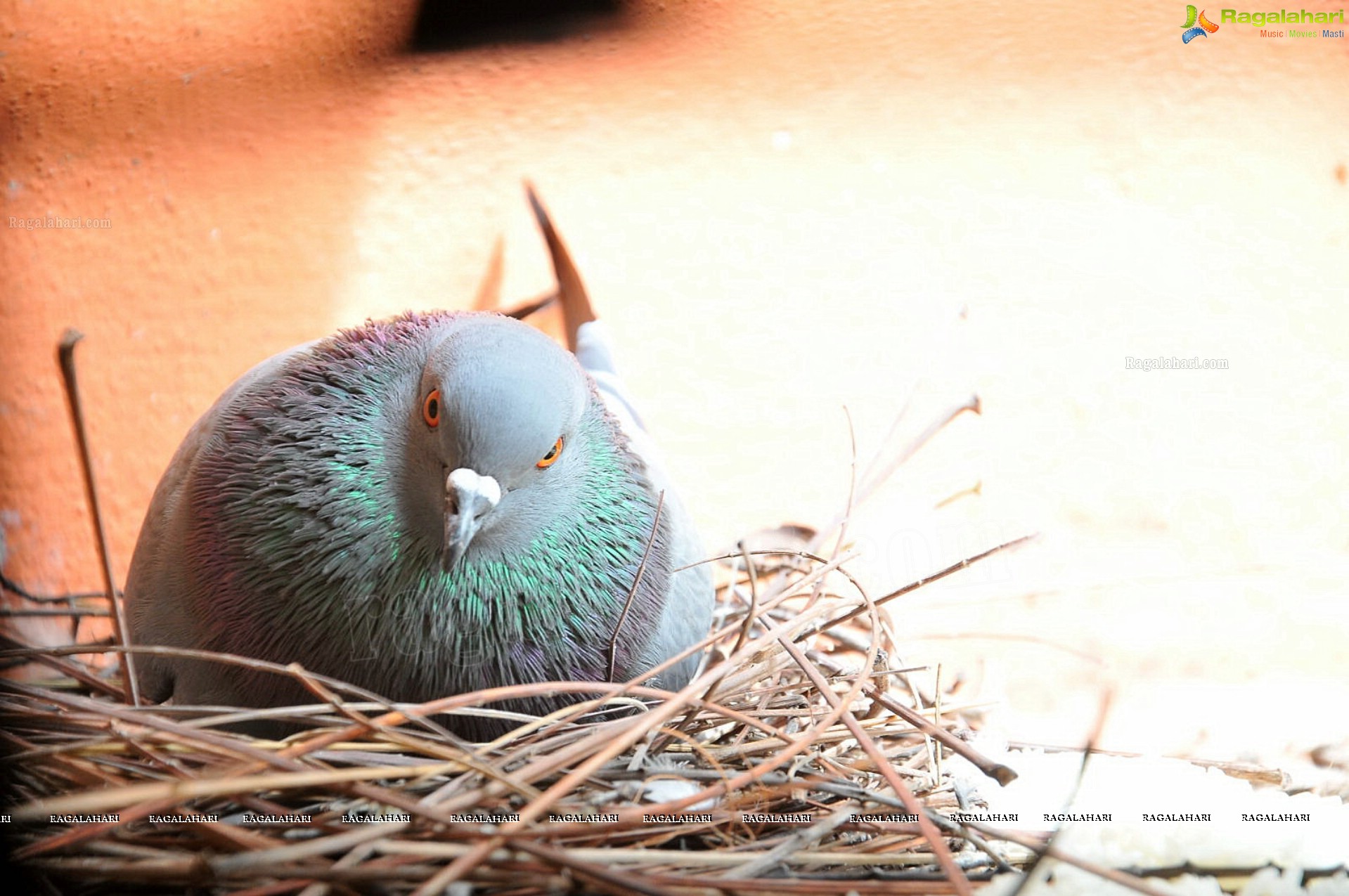 Pigeon with her Nestlings - Nikhil's Photography
