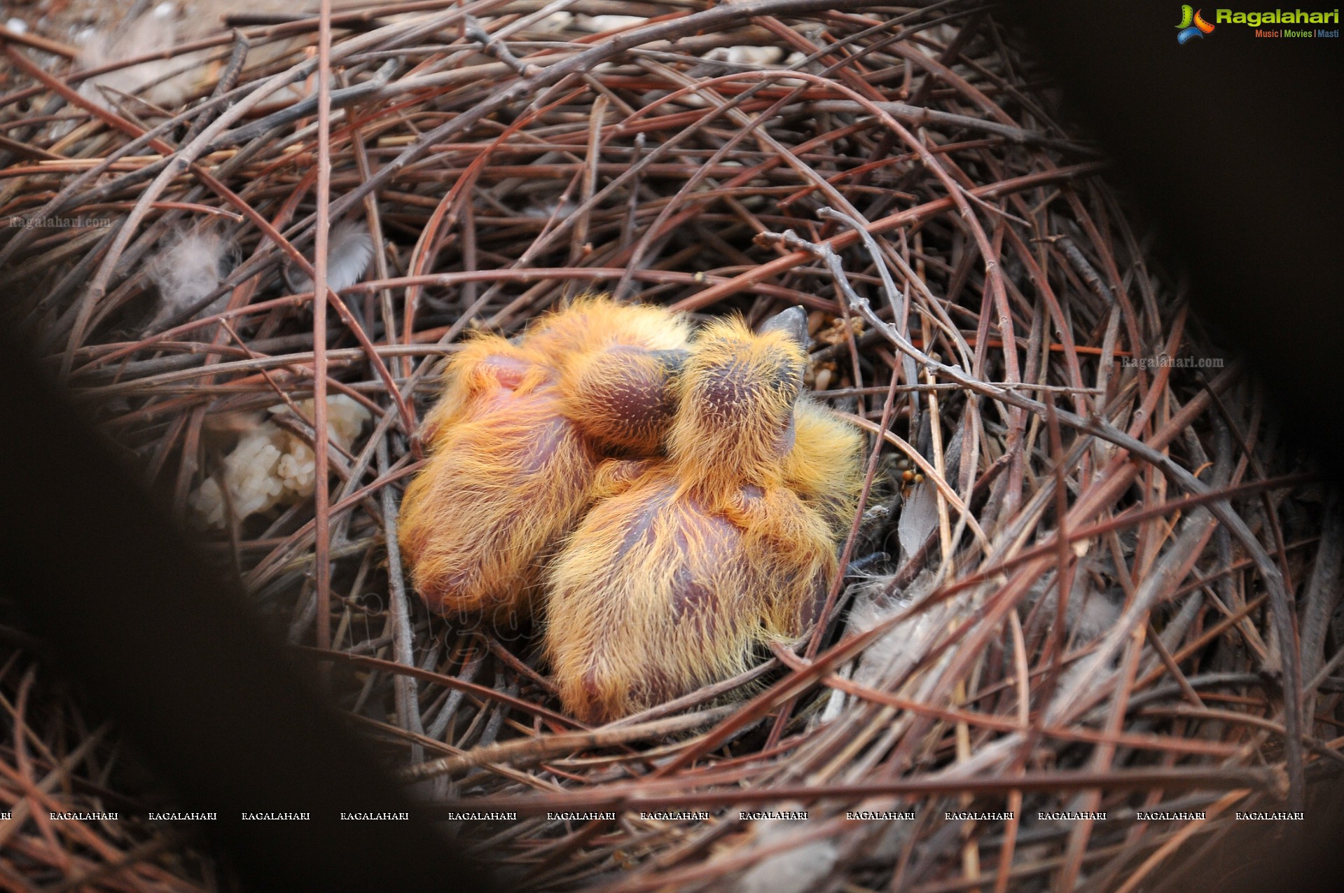 Pigeon with her Nestlings - Nikhil's Photography