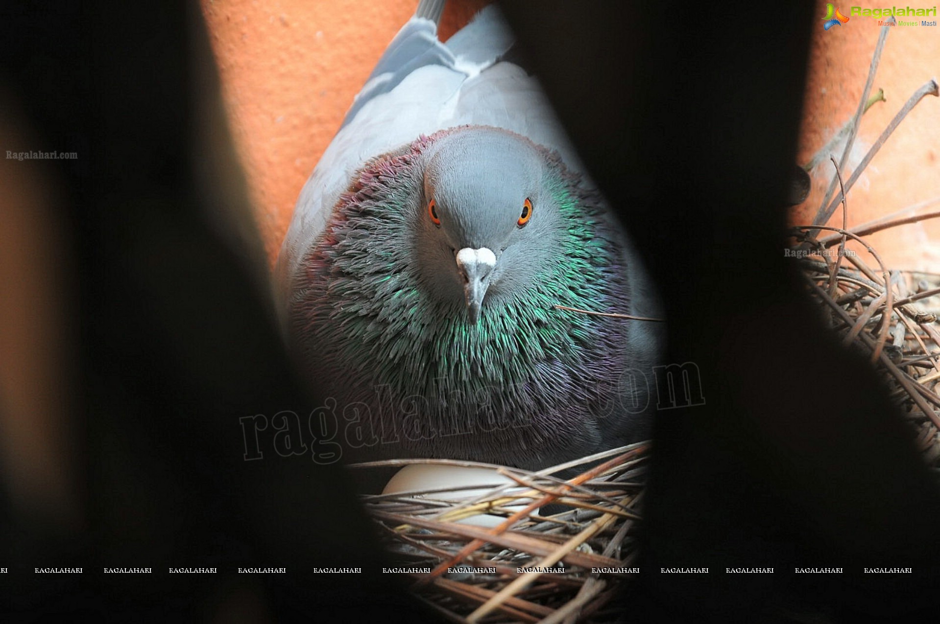 Pigeon with her Nestlings - Nikhil's Photography