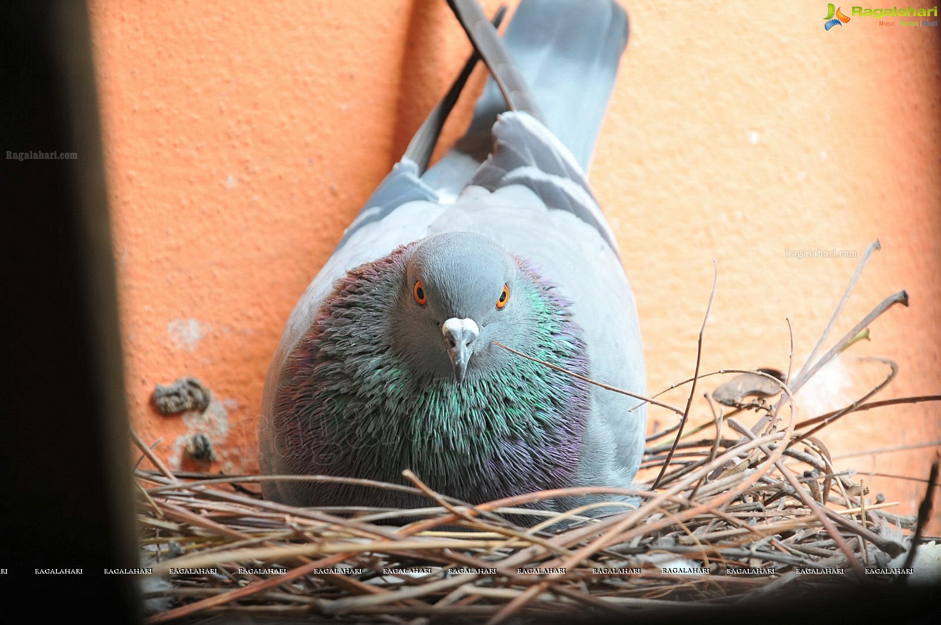 Pigeon with her Nestlings - Nikhil's Photography