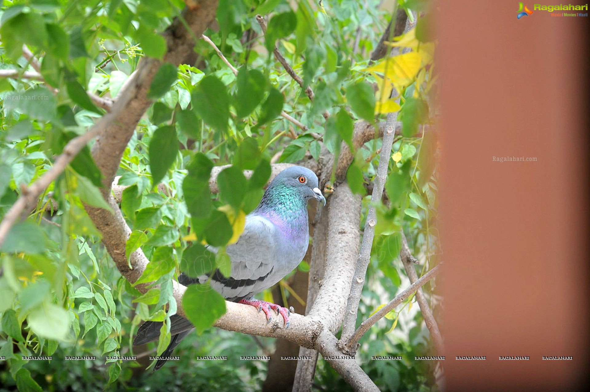 Pigeon with her Nestlings - Nikhil's Photography