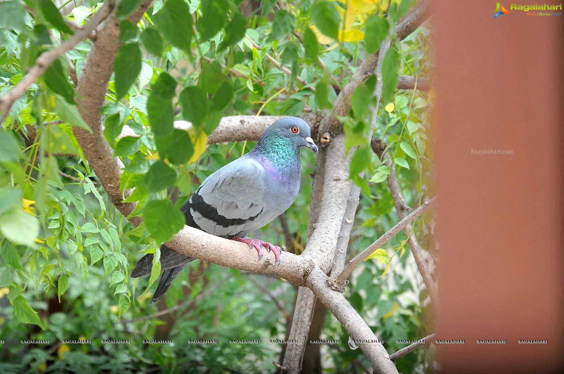 Pigeon with her Nestlings - Nikhil's Photography