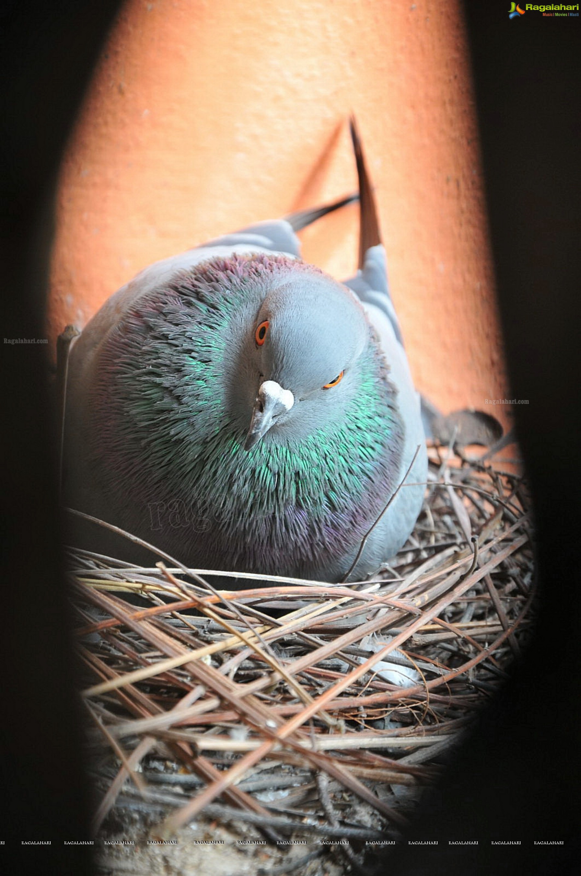 Pigeon with her Nestlings - Nikhil's Photography