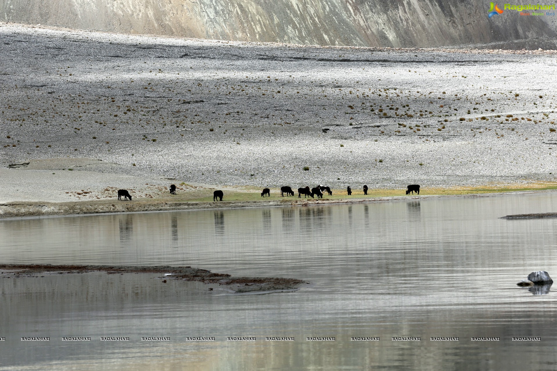 Pangong Tso Lake, Ladakh High Definition Photos