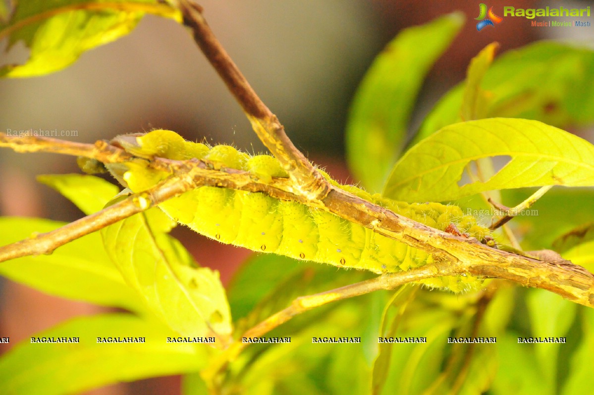 Silk Mark Expo at Shilpakala Vedika, Hyderabad (Sept. 2014)