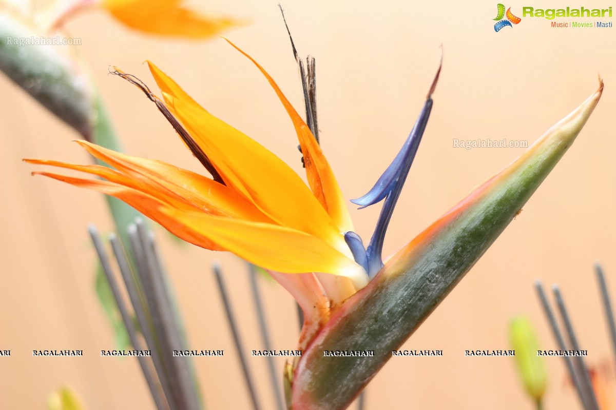 Festivals of India - Poola Panduga by Ikebana International Hyderabad Chapter